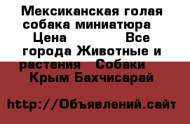 Мексиканская голая собака миниатюра › Цена ­ 53 000 - Все города Животные и растения » Собаки   . Крым,Бахчисарай